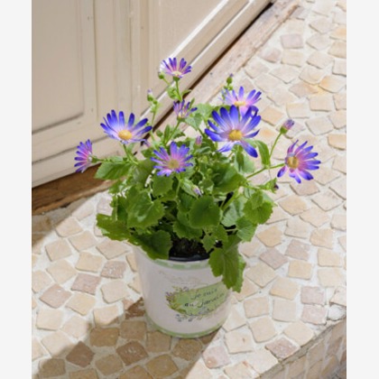 有限会社　澤田スタジオが撮影した「:albumName」の写真