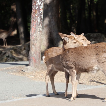 えむあんりみてっどが撮影したウェディングや家族、ビジネスの写真