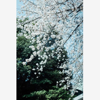 RIE NAGASHIMA photography:)が撮影した「:albumName」の写真