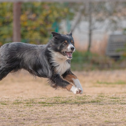 あなたの写真館が撮影した「:albumName」の写真