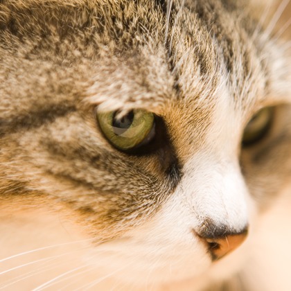 堀勝志古写真事務所が撮影したウェディングや家族、ビジネスの写真