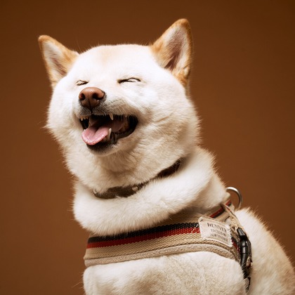 森田寫眞館が撮影した「:albumName」の写真