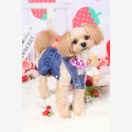 WithshopJapanが撮影した「ペット撮影」の写真