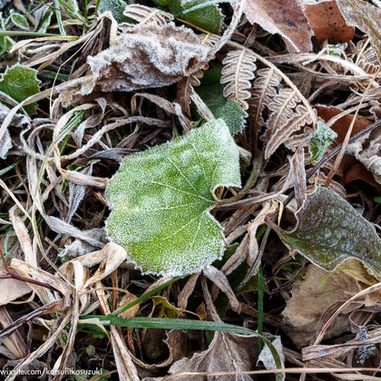 Katsuhiko Suzukiが撮影した「:albumName」の写真