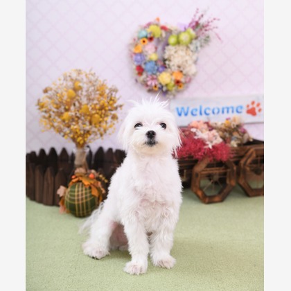 Photo la feliceが撮影した「:albumName」の写真