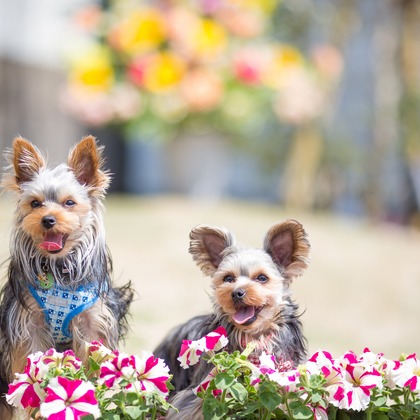 写楽堂が撮影したその他の写真