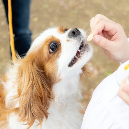 大森光太郎・K-PHOTOが出張撮影した犬の敏捷性, 犬の供給, 子鹿などが写った「ペット撮影」の家族写真