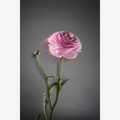 Nishizawa Yamatoが撮影した料理撮影/商品/物撮りの写真