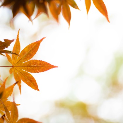 T.Matsumuraが出張撮影したカエデの葉, 振袖, 立っているなどが写った「お宮参り(着物)&七五三＠大森熊野神社」の家族写真