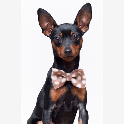 森田寫眞館が撮影した「:albumName」の写真