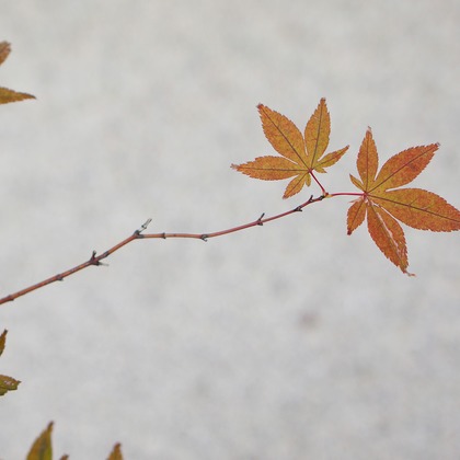 出張撮影のメモリーズが撮影した「:albumName」の写真