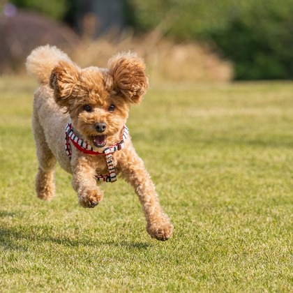 あなたの写真館が撮影した「:albumName」の写真