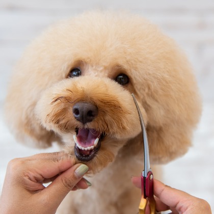 maruが撮影した「:albumName」の写真