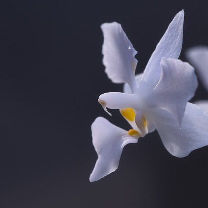 SmileMemoriesPhotoStudioが撮影した「:albumName」の写真