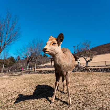 中谷新が出張撮影した肉食動物, 水犬, コンパニオンドッグが写ったお宮参り/旅行先の記念撮影の写真