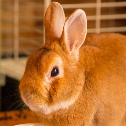 studio white alice 五十嵐啓が撮影したその他の写真