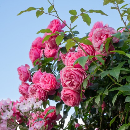 オフィス 芦野が撮影したウェディングや家族、ビジネスの写真