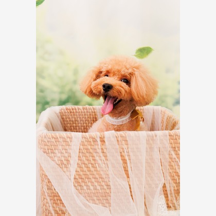 世登理恵が撮影したウェディングや家族、ビジネスの写真