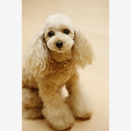 クマが撮影した「:albumName」の写真