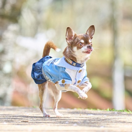 クリエイティブツリーが撮影した「:albumName」の写真