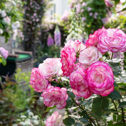 オフィス 芦野が撮影した「:albumName」の写真