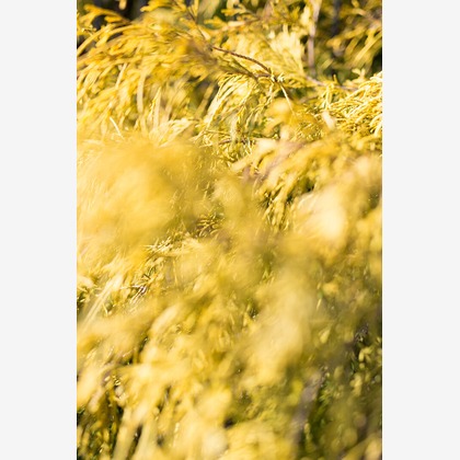 内山慎也が撮影した商品/物撮りの写真