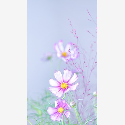 SmileMemoriesPhotoStudioが撮影した「:albumName」の写真