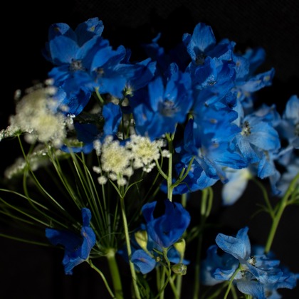 SmileMemoriesPhotoStudioが撮影した「:albumName」の写真