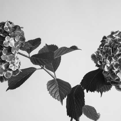 NOJYO高木俊幸写真事務所が撮影した「:albumName」の写真