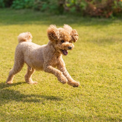 あなたの写真館が撮影した「:albumName」の写真