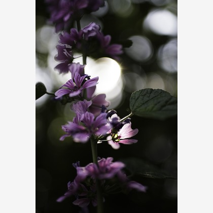 内山慎也が撮影した商品/物撮りの写真