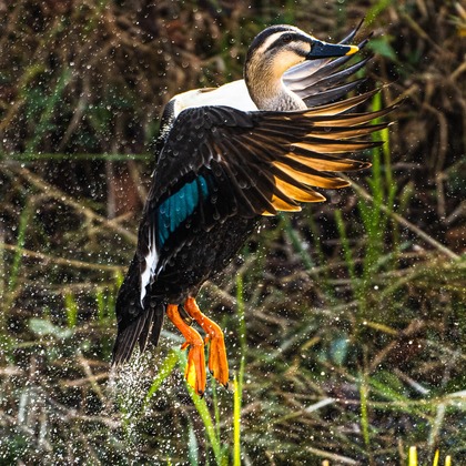 相場 友輔が撮影したイベント/スナップ撮影の写真
