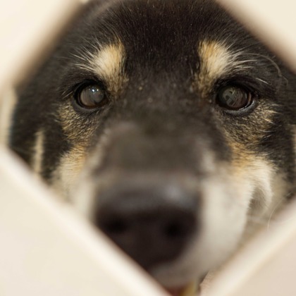 フォトグラフ山王が撮影した「:albumName」の写真