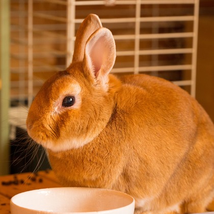 studio white alice 五十嵐啓が撮影したその他の写真