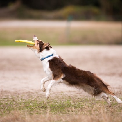 写楽堂が撮影したその他の写真