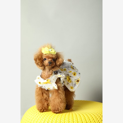 O.C.Photo.Studioが撮影したウェディングや家族、ビジネスの写真