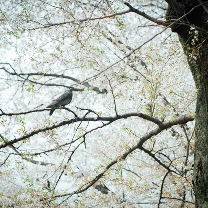 RIE NAGASHIMA photography:)が撮影した「:albumName」の写真