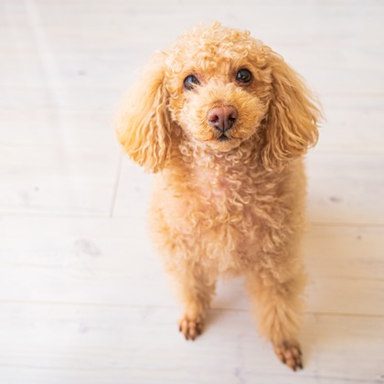 高木勇斗が撮影したイベント/スナップ撮影の写真