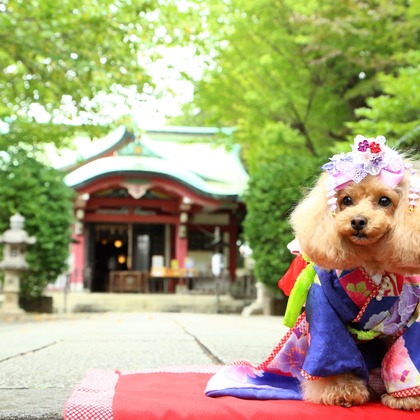 Photographer  Tomoが出張撮影した哺乳類, 犬, 脊椎動物などが写った「わんちゃん七五三」の家族写真