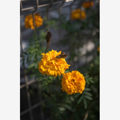 内山慎也が撮影した商品/物撮りの写真