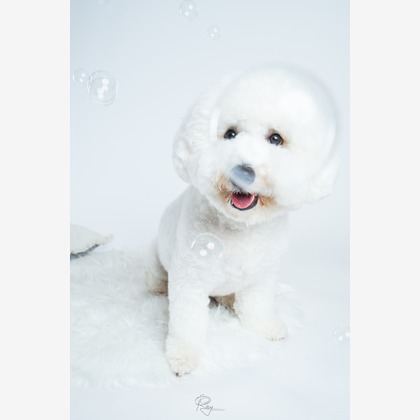 Ray Yamaguchiが撮影した「:albumName」の写真