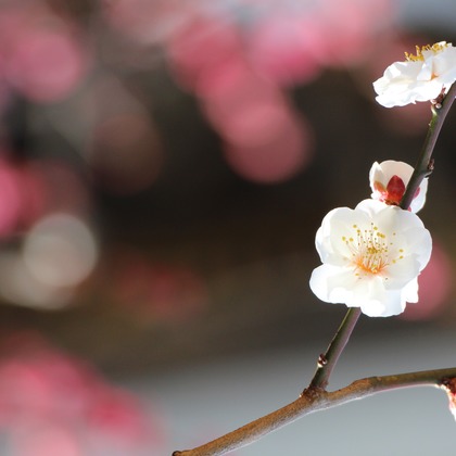 ひときわphotoが撮影した「:albumName」の写真