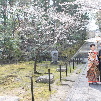 Photo of Kyoto　Prewedding photo with cherryblossom taken by saruco(Hisashi Iwasaki)
