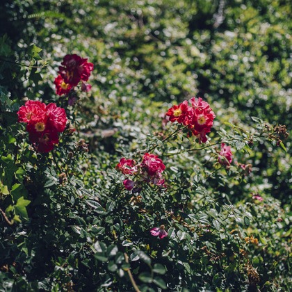 植村由理が撮影したウェディングや家族、ビジネスの写真