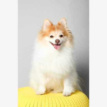 O.C.Photo.Studioが撮影したウェディングや家族、ビジネスの写真