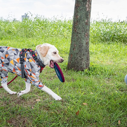 吉田佳央が撮影した「DOG SHOOTING」の写真