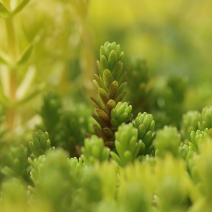 白石隆一郎が撮影した「:albumName」の写真