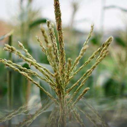 出張撮影のメモリーズが撮影した「:albumName」の写真