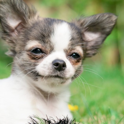 CREATIVE HOUSEが出張撮影した肝臓, 犬の供給, 子鹿などが写った「ペット写真の出張撮影」の家族写真