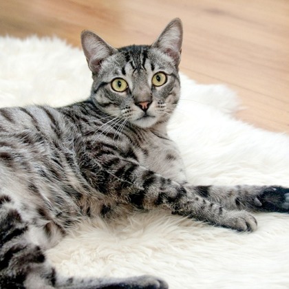 CREATIVE HOUSEが出張撮影した「ペット写真の出張撮影」の家族写真